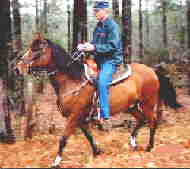 This young Paso Fino in training performs a relaxed trocha gait on a trail ride which can still be a very smooth ride. Notice the broken diagonal stride of the horse's legs.