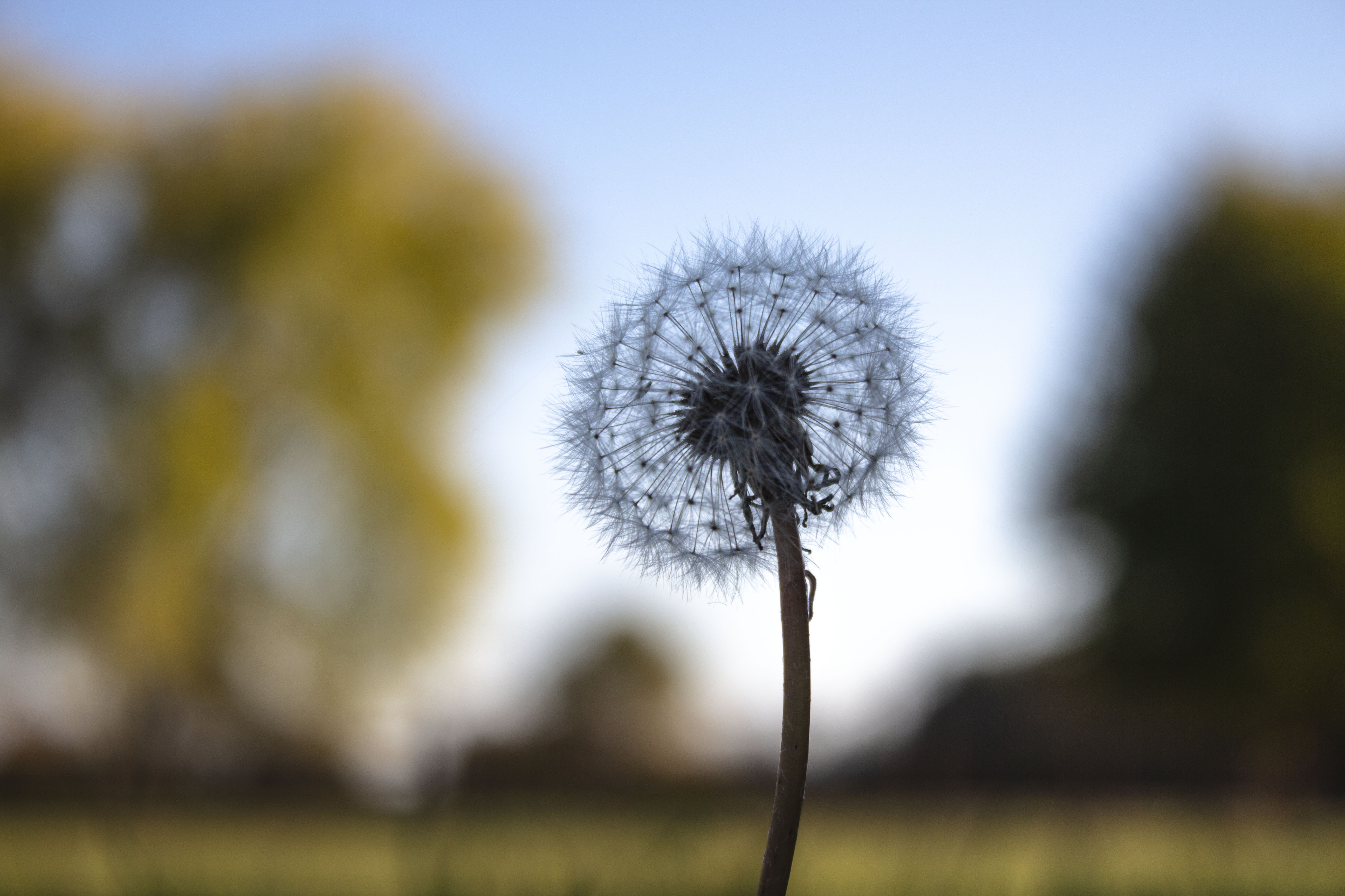 Dandelion