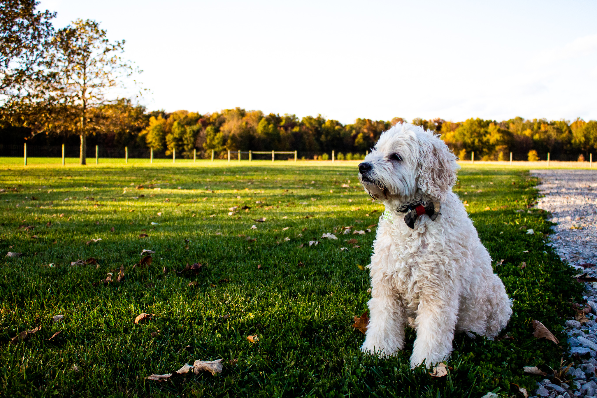 Dog Outisde In Yard