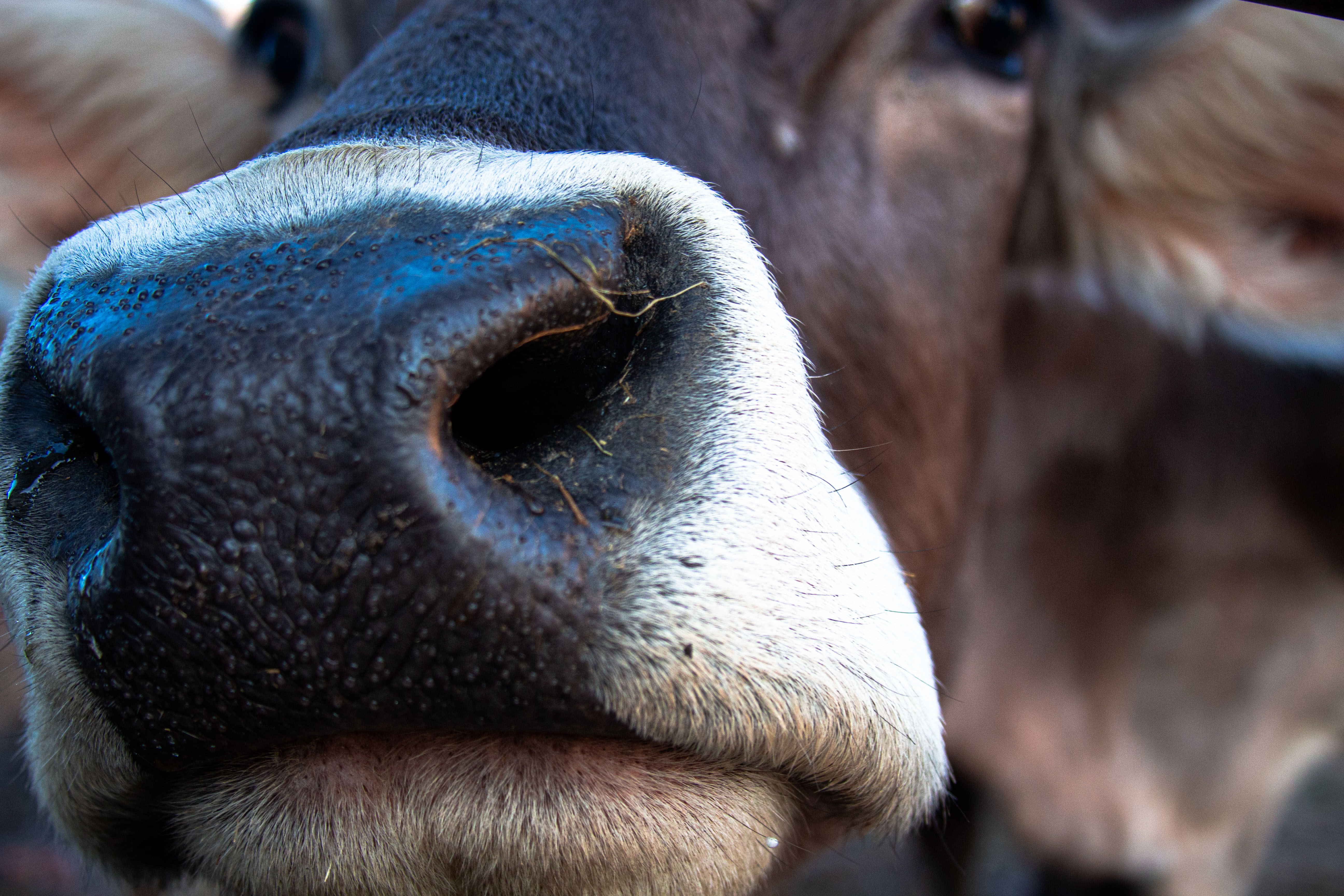 Cow Nose