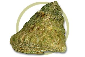 astrea snail