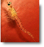 mysis shrimp