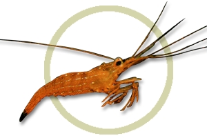 peppermint shrimp