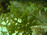 lettuce