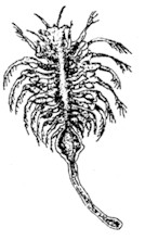 brine shrimp