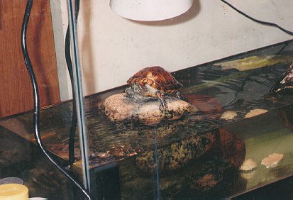 [Mirrah at one and a half years old sunning on his favorite rock, in his 33 gallon tank]