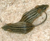 Exotic Mice