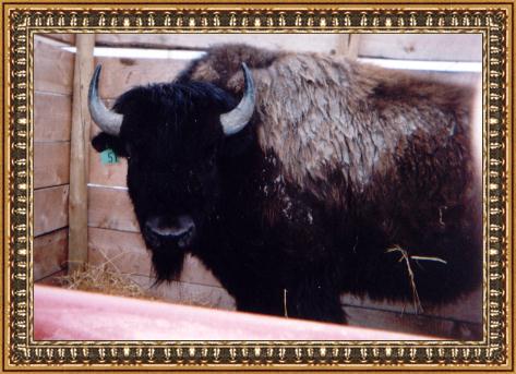 buffalo.jpg (45674 bytes)