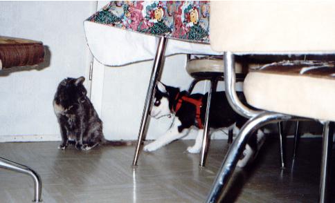 cmerekitty.jpg (31933 bytes)