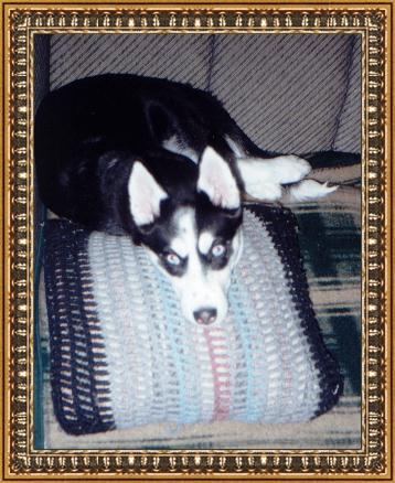 dogs_life.jpg (56202 bytes)