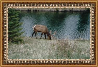 elk.jpg (36155 bytes)