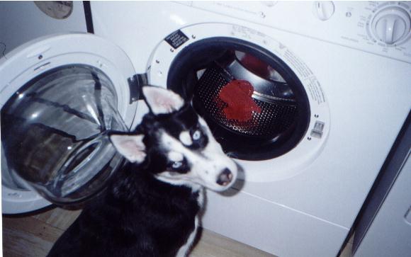 laundry1.jpg (36569 bytes)