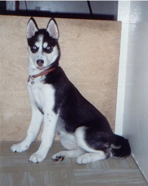 sitting_pretty.jpg (30840 bytes)
