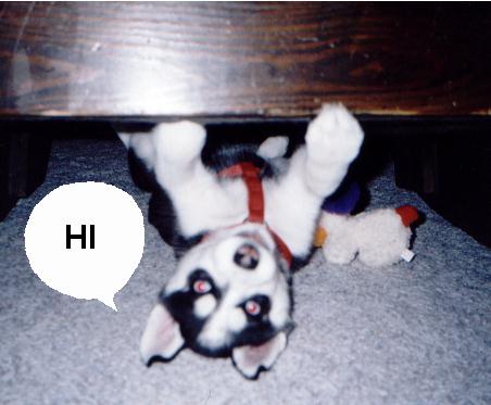 upside_down.jpg (35999 bytes)