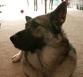 Headtilt