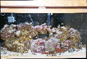 our reef