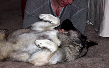 Pet me dad