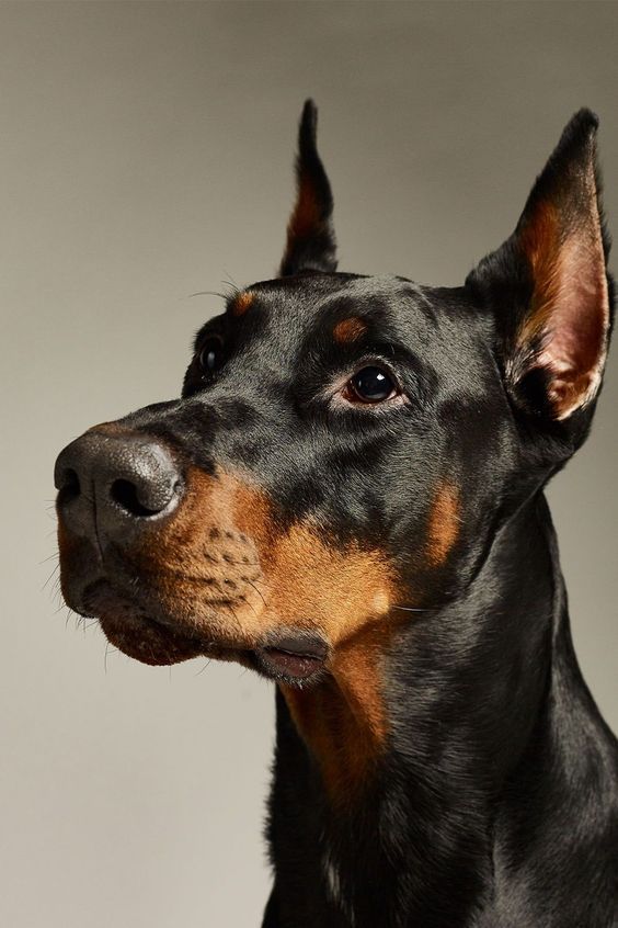 our_dog