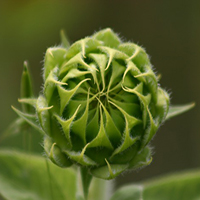 Bud