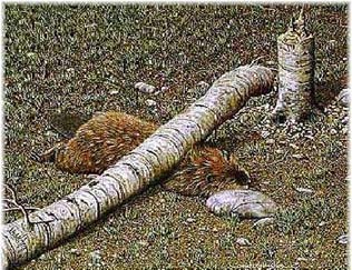 Nice Beaver