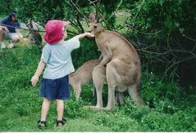 Heavy Petting zoo