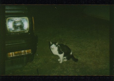 cat.jpg