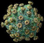 Viruses