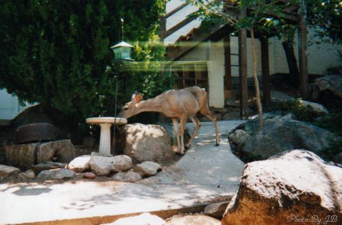 deer2jpg
