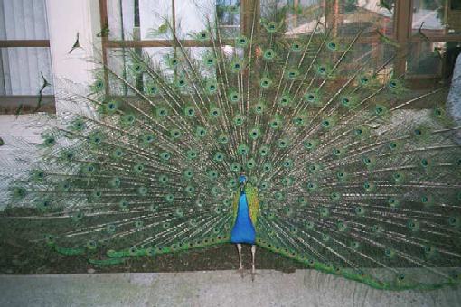 pckjpg