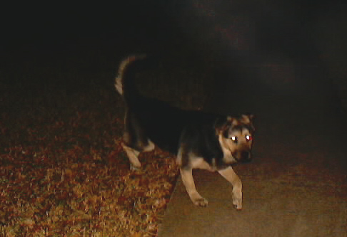 this dog chased me