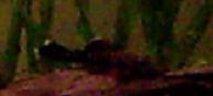 Bristlenose catfish