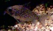 Corydoras Catfish Page