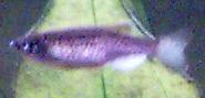 Leopard Danio Page
