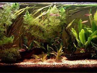 Corydoras Reticiulus