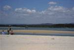 Hundreds of seabirds at Noosa Headlands