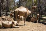 Camels can be rented on the Noosa North penninsula