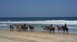 Horses are apparently allowed on the Noosa Beach