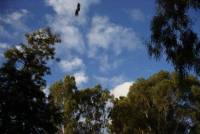 Butcherbird catching meat midair