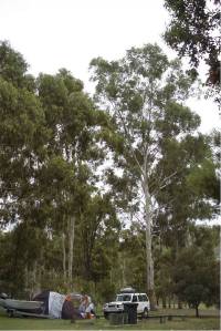 Camping under the big gum tree