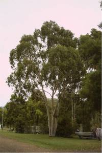 Gum trees and Websters' camp