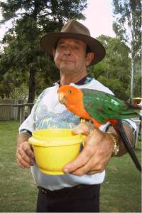 Unusually orange greater parrot