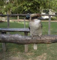 This is 'Elvis', beautiful, singing bird