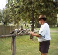 Jim got the birds to bob their heads in unison