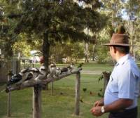 Kookaburra show