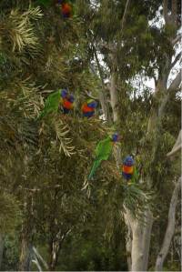 Lorikeets in the trees around our 'Villa'