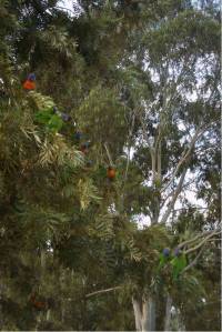 Same, Lorikeets hanging out