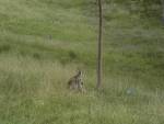 Mother shelters her joey