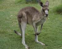 About a 5 foot gray, aggressive