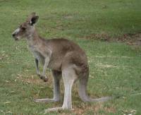 Unwelcome Roo, Scooby Dooby Doo