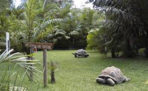 Mr. & Mrs. Mongo Tortoise
